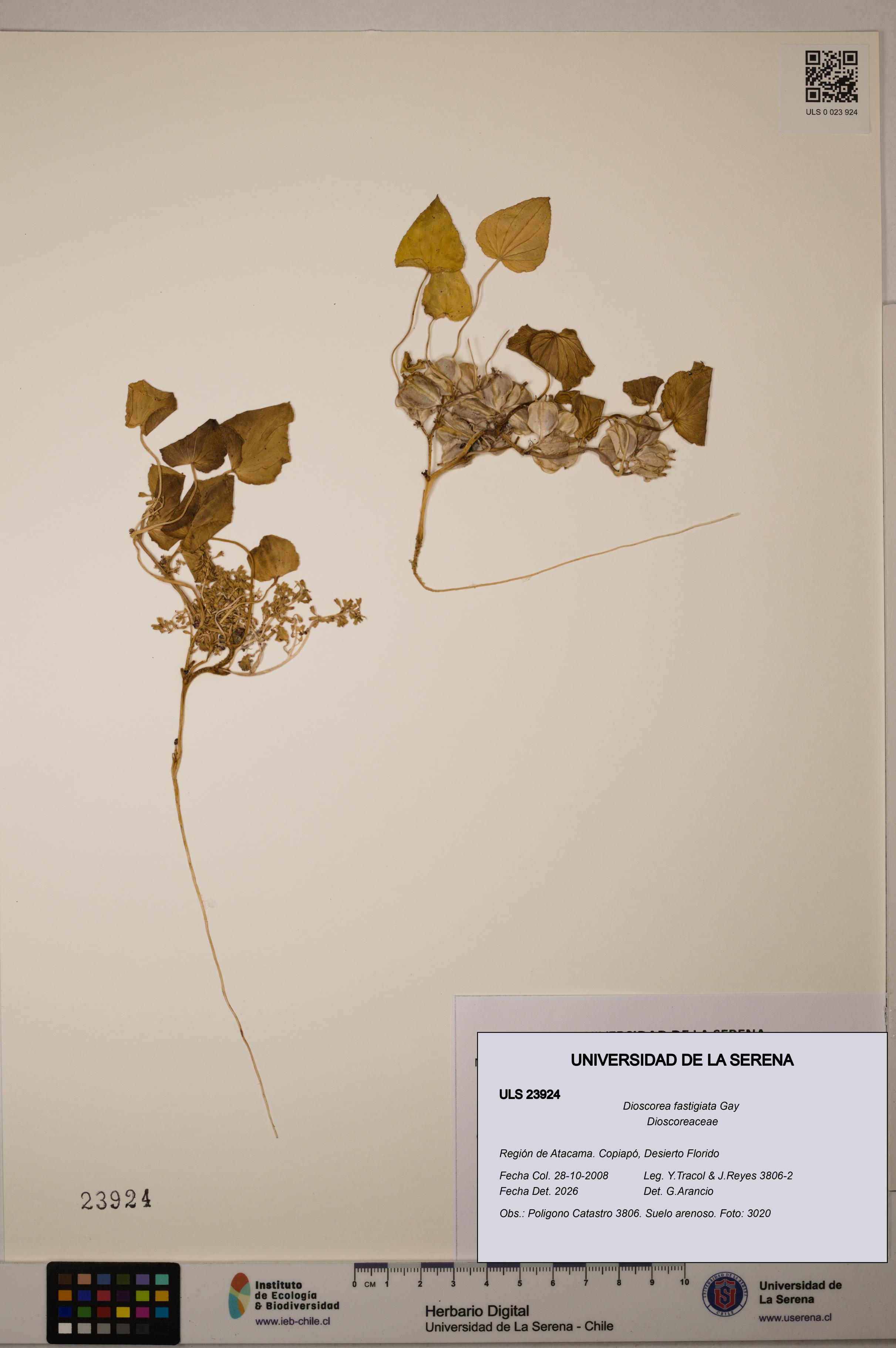 Dioscorea fastigiata [Espécimen: ULS:ULS:0023924]