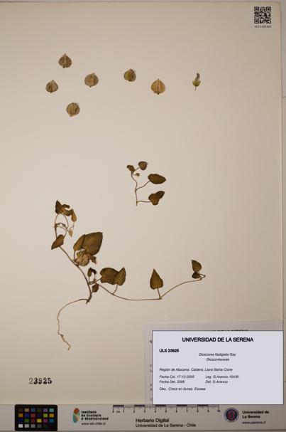 Dioscorea fastigiata [Espécimen: ULS:ULS:0023925]