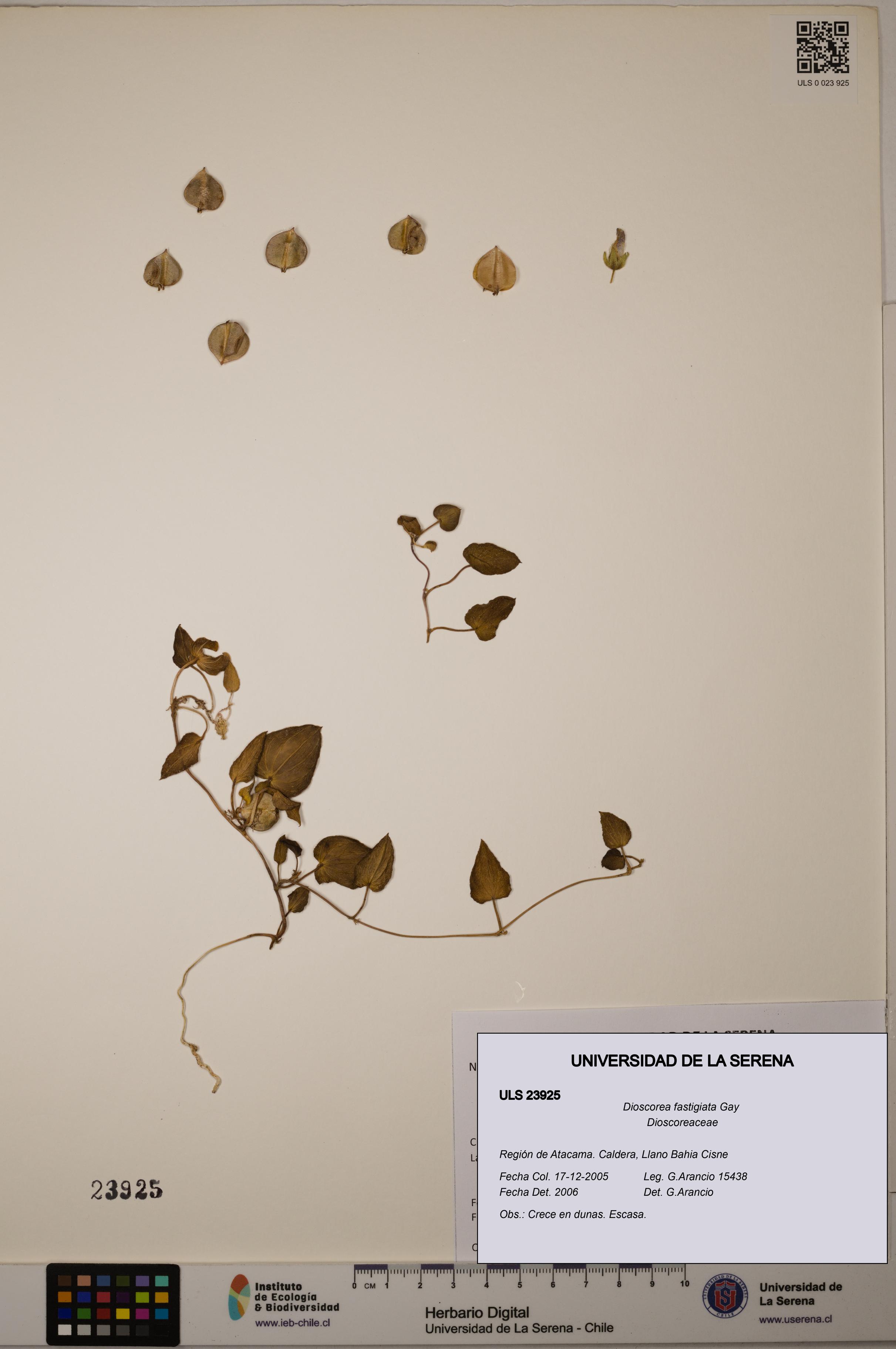 Dioscorea fastigiata [Espécimen: ULS:ULS:0023925]