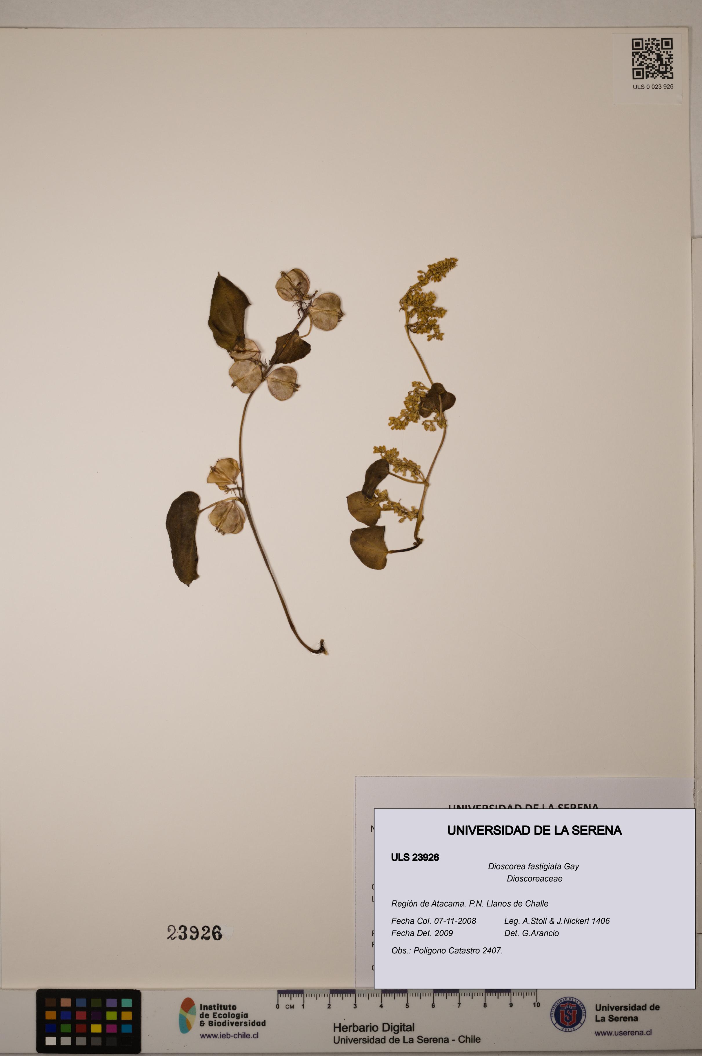 Dioscorea fastigiata [Espécimen: ULS:ULS:0023926]