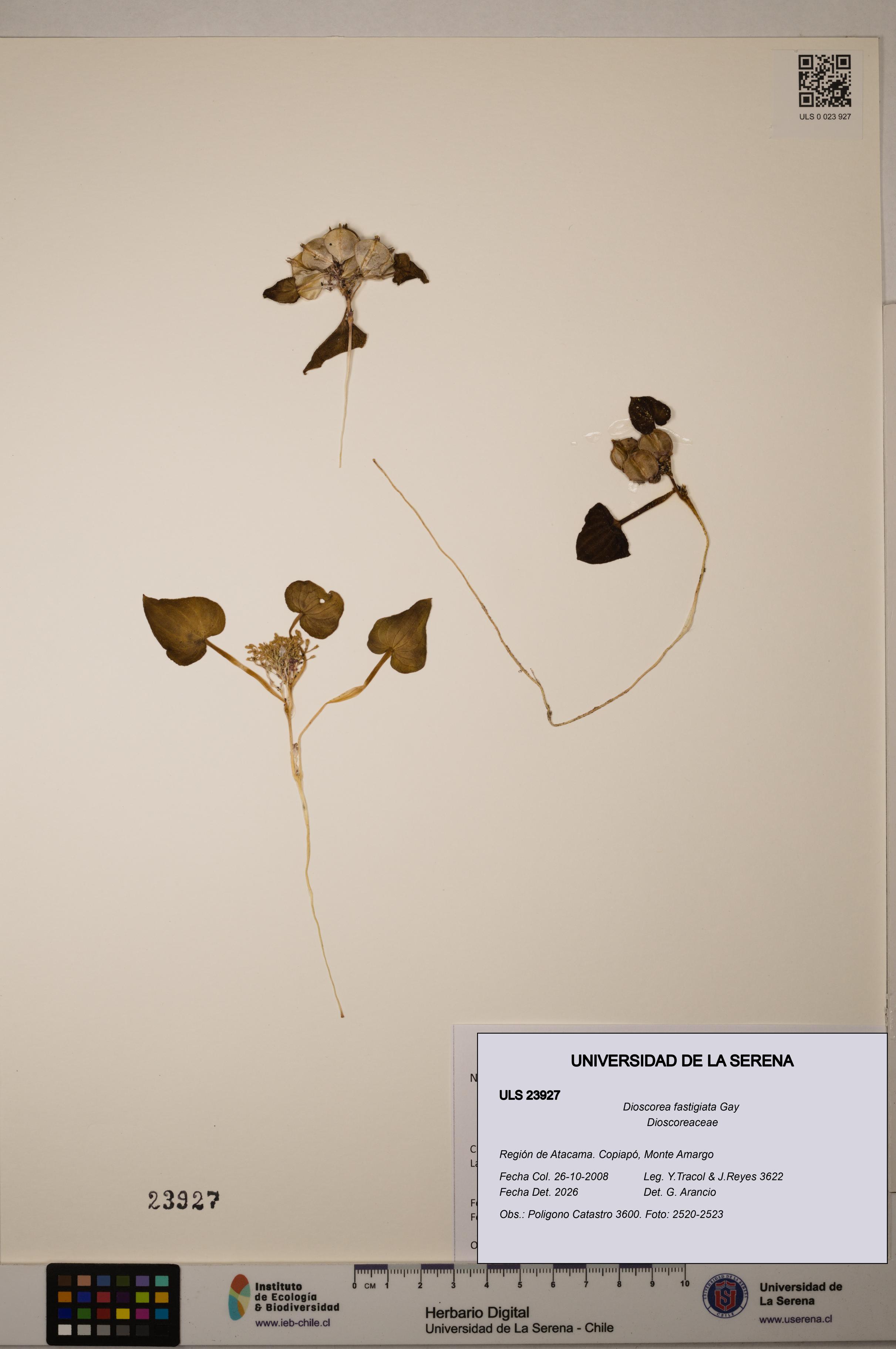 Dioscorea fastigiata [Espécimen: ULS:ULS:0023927]