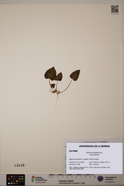 Dioscorea fastigiata [Espécimen: ULS:ULS:0023928]