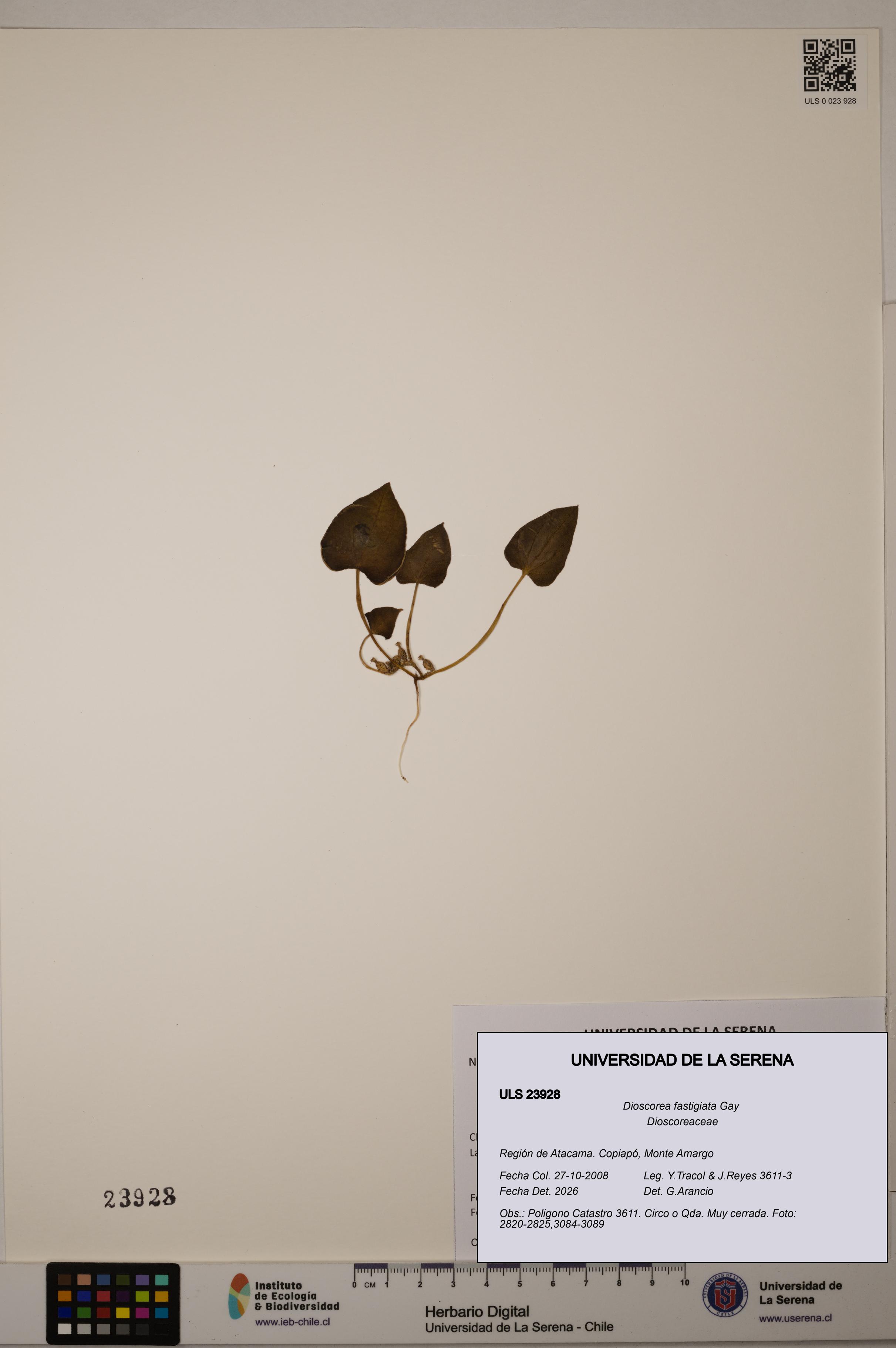 Dioscorea fastigiata [Espécimen: ULS:ULS:0023928]