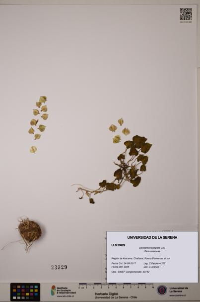 Dioscorea fastigiata [Espécimen: ULS:ULS:0023929]