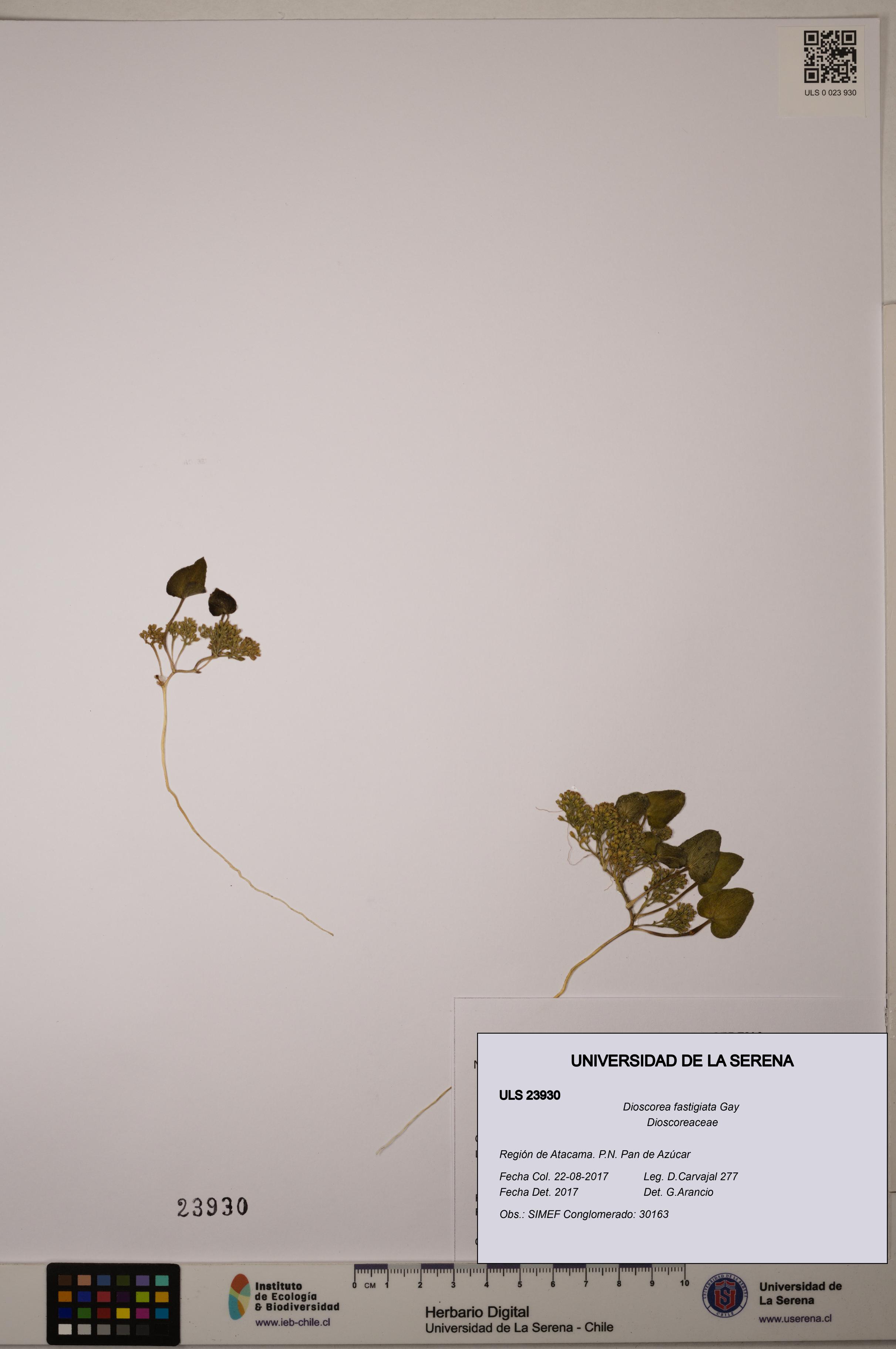 Dioscorea fastigiata [Espécimen: ULS:ULS:0023930]
