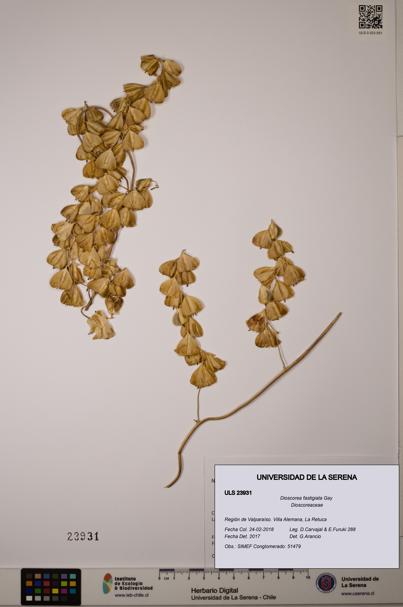 Dioscorea fastigiata [Espécimen: ULS:ULS:0023931]