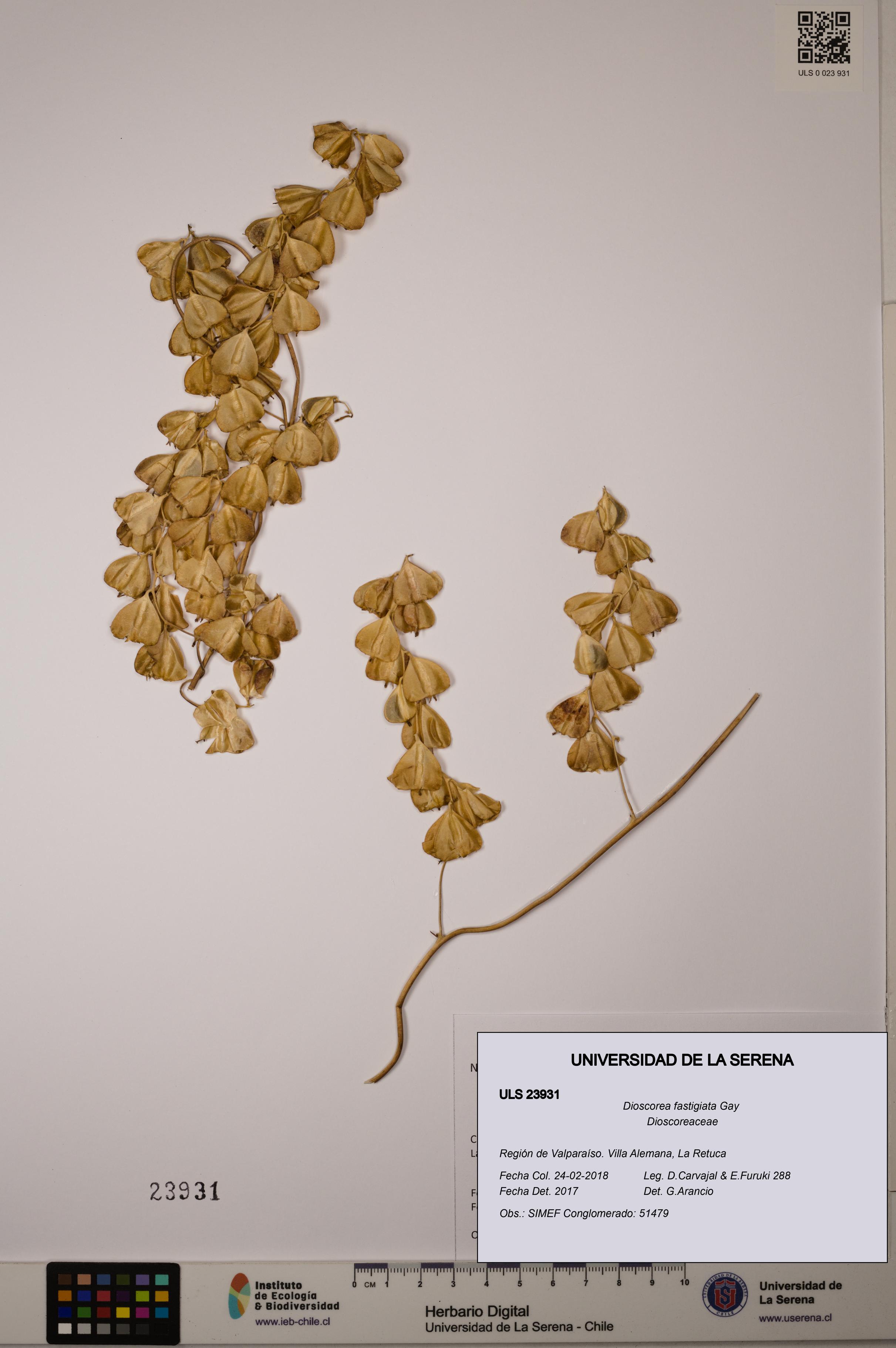 Dioscorea fastigiata [Espécimen: ULS:ULS:0023931]
