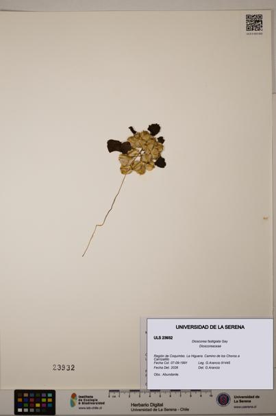 Dioscorea fastigiata [Espécimen: ULS:ULS:0023932]