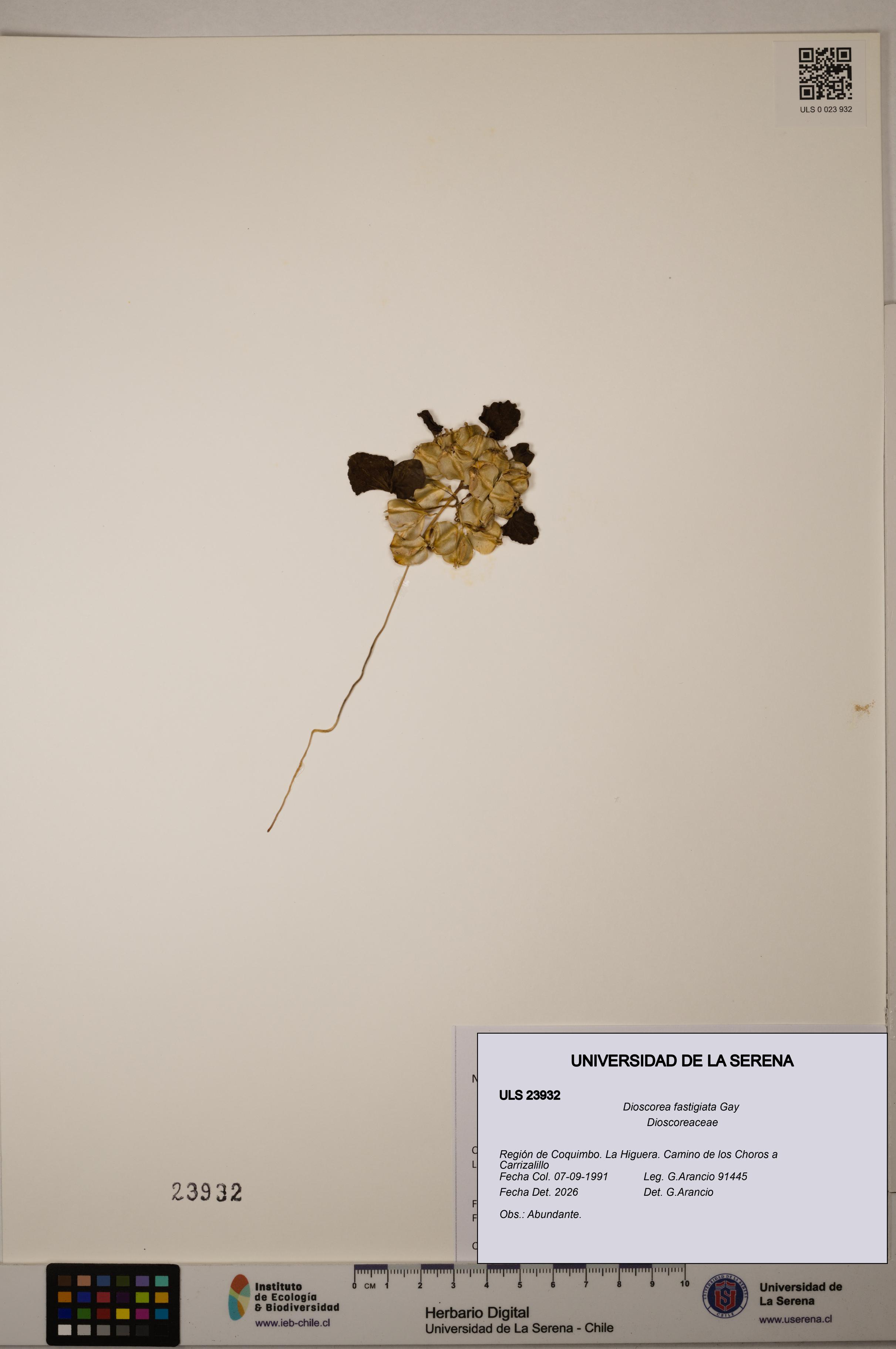 Dioscorea fastigiata [Espécimen: ULS:ULS:0023932]