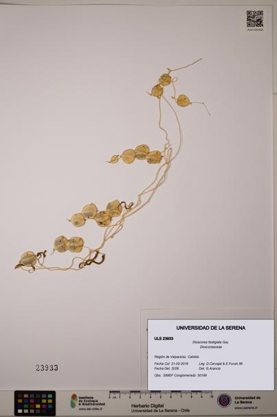 Dioscorea fastigiata [Espécimen: ULS:ULS:0023933]