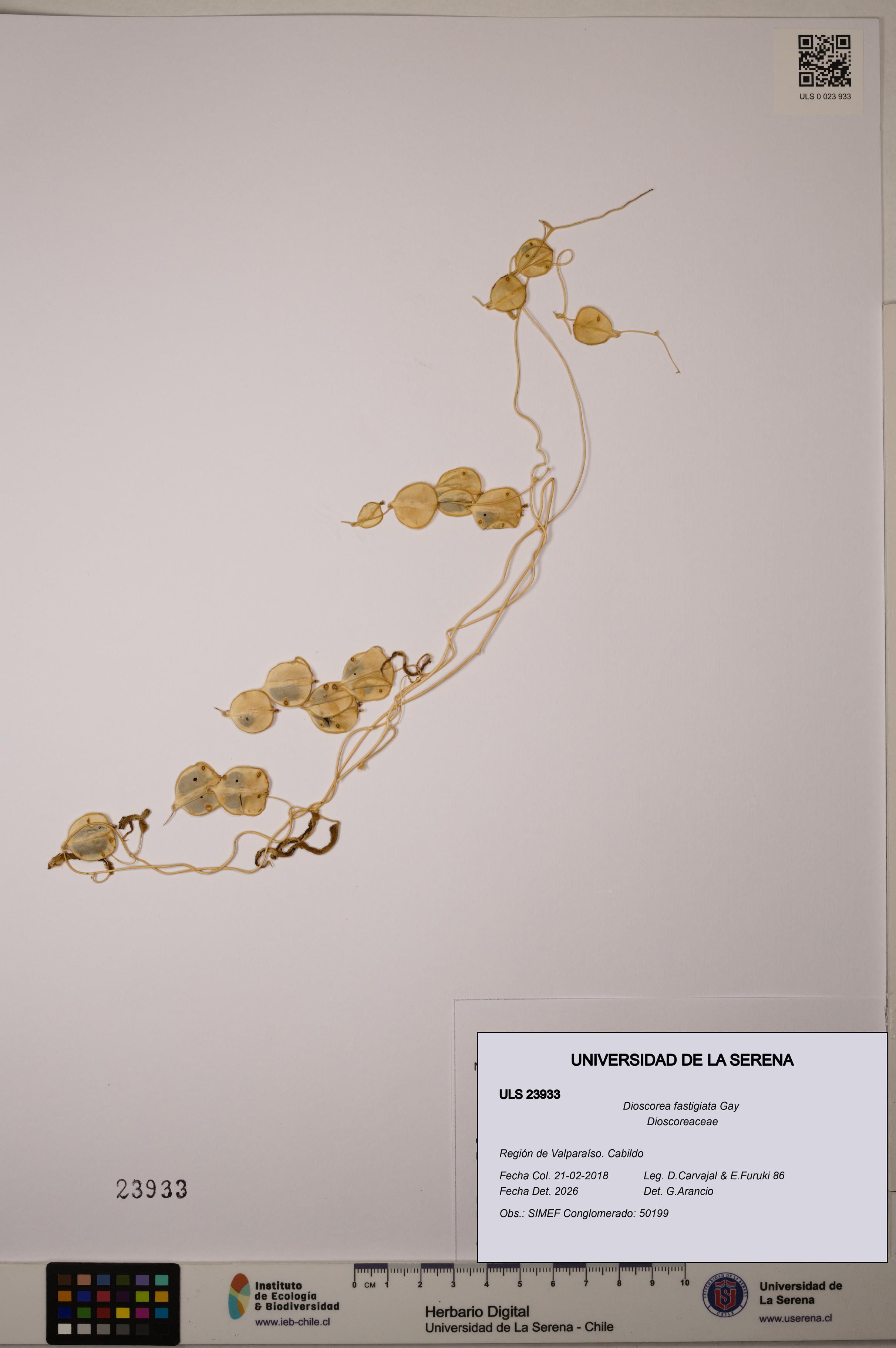 Dioscorea fastigiata [Espécimen: ULS:ULS:0023933]