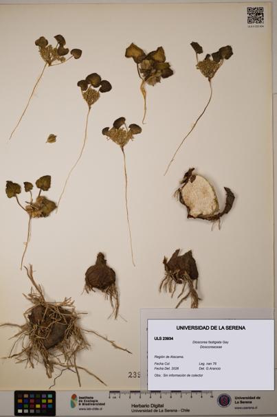Dioscorea fastigiata [Espécimen: ULS:ULS:0023934]