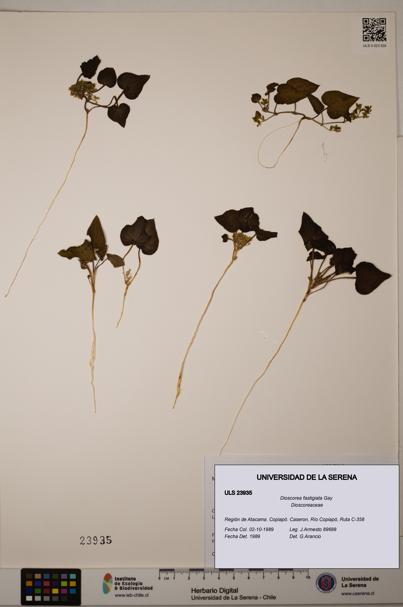 Dioscorea fastigiata [Espécimen: ULS:ULS:0023935]