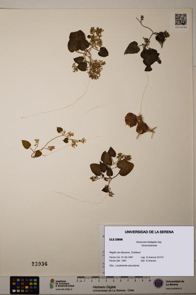 Dioscorea fastigiata [Espécimen: ]