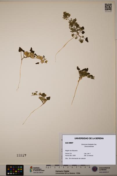 Dioscorea fastigiata [Espécimen: ULS:ULS:0023937]
