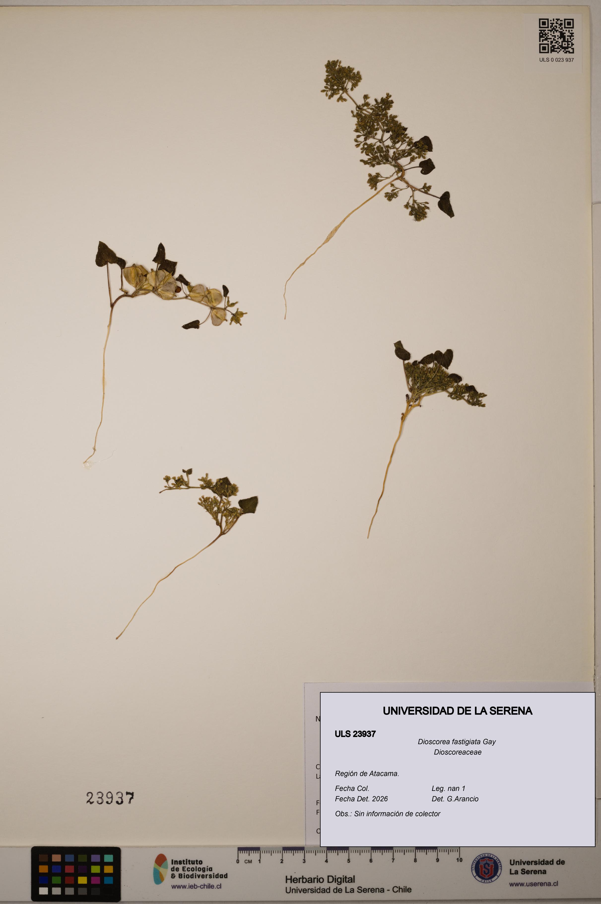 Dioscorea fastigiata [Espécimen: ULS:ULS:0023937]