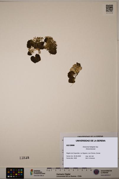 Dioscorea fastigiata [Espécimen: ULS:ULS:0023938]