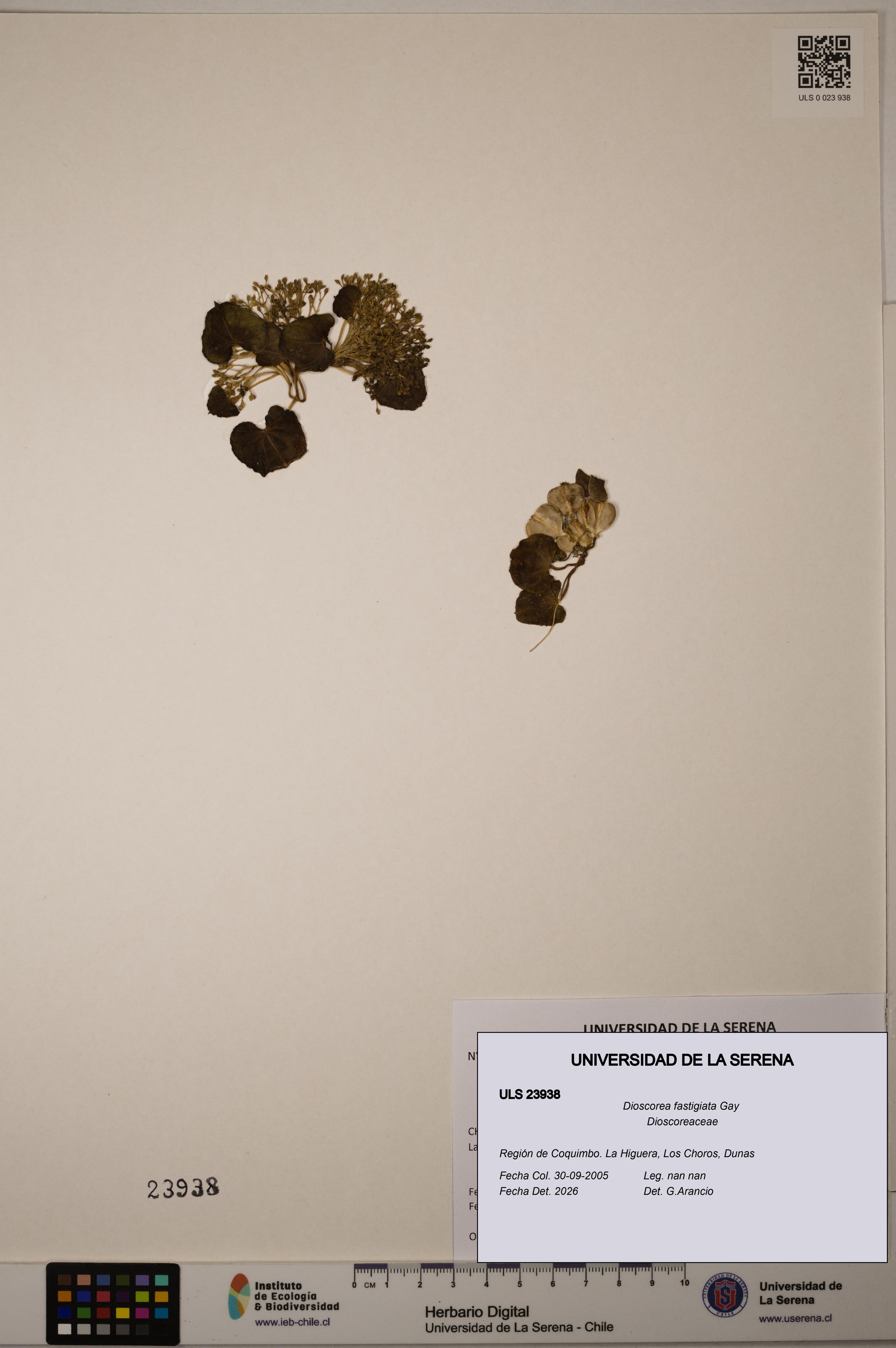 Dioscorea fastigiata [Espécimen: ULS:ULS:0023938]