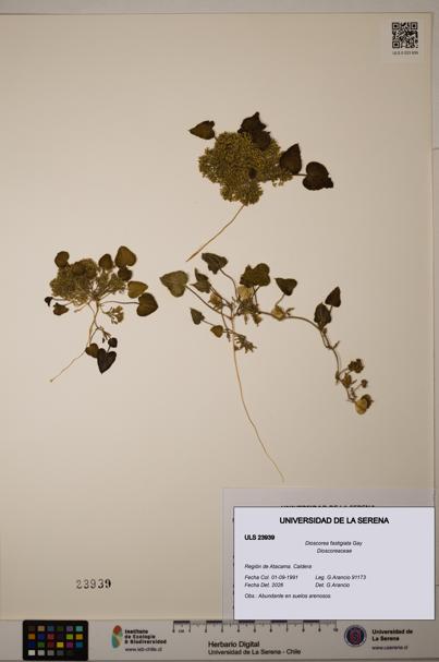 Dioscorea fastigiata [Espécimen: ULS:ULS:0023939]