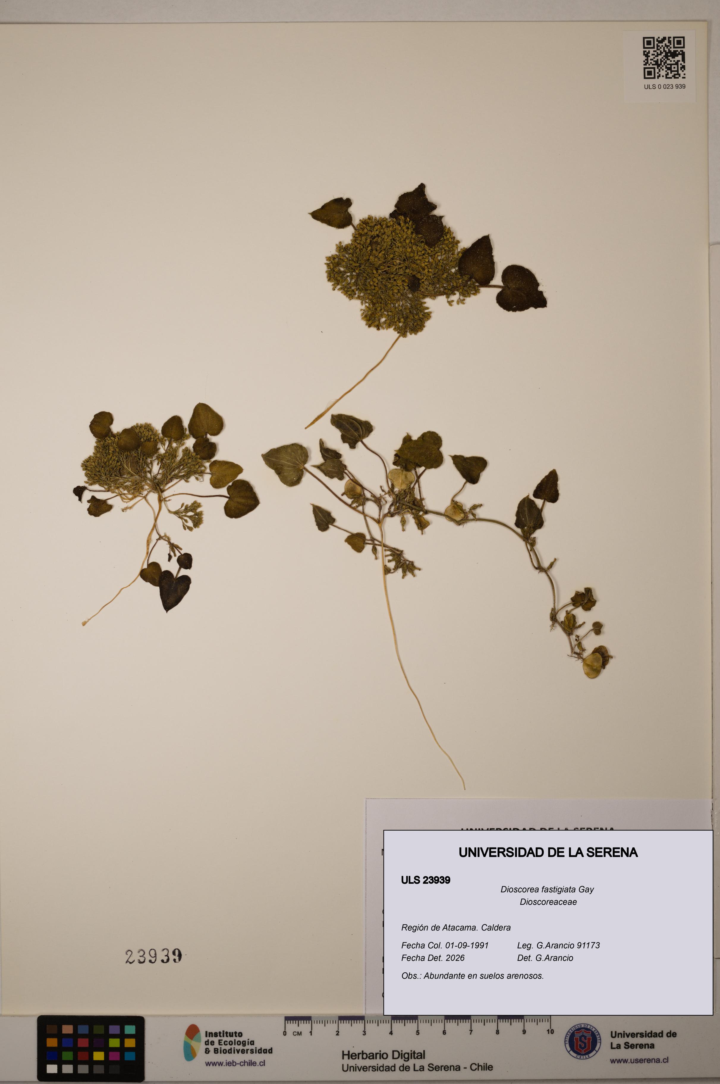 Dioscorea fastigiata [Espécimen: ULS:ULS:0023939]