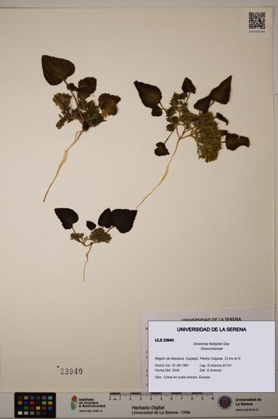 Dioscorea fastigiata [Espécimen: ULS:ULS:0023940]