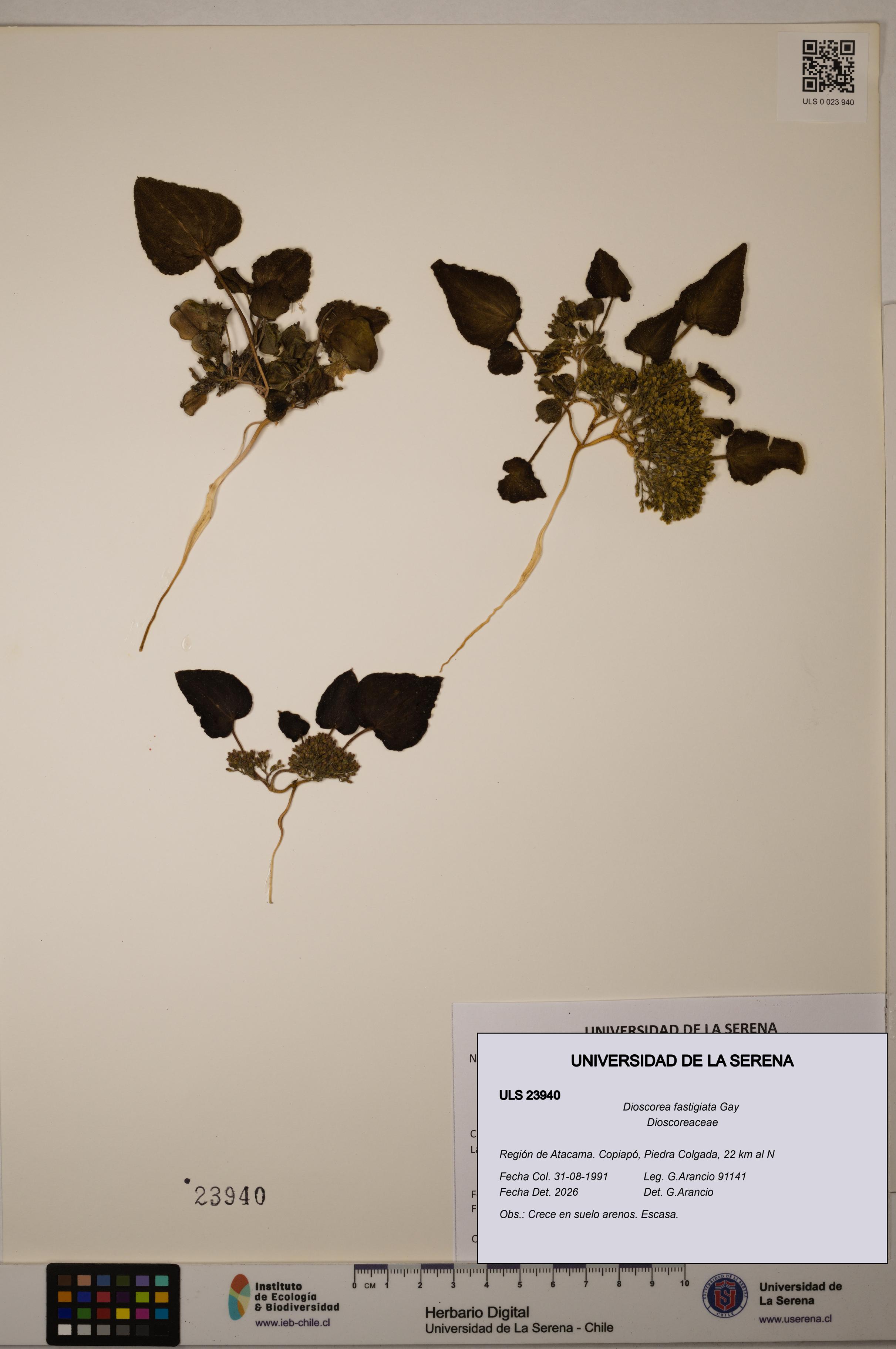 Dioscorea fastigiata [Espécimen: ULS:ULS:0023940]