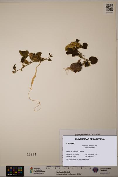 Dioscorea fastigiata [Espécimen: ULS:ULS:0023941]