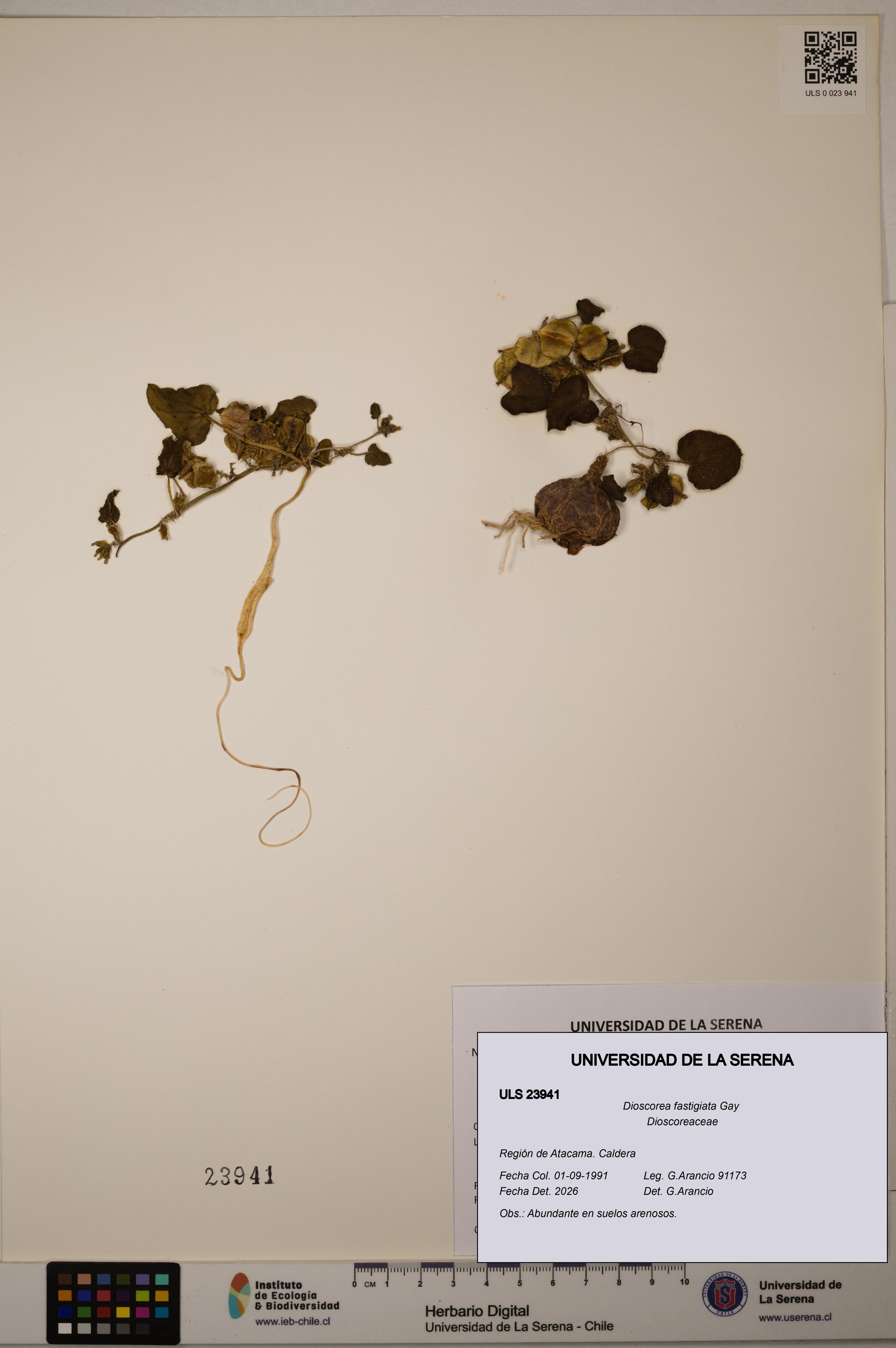 Dioscorea fastigiata [Espécimen: ULS:ULS:0023941]