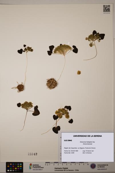 Dioscorea fastigiata [Espécimen: ULS:ULS:0023942]