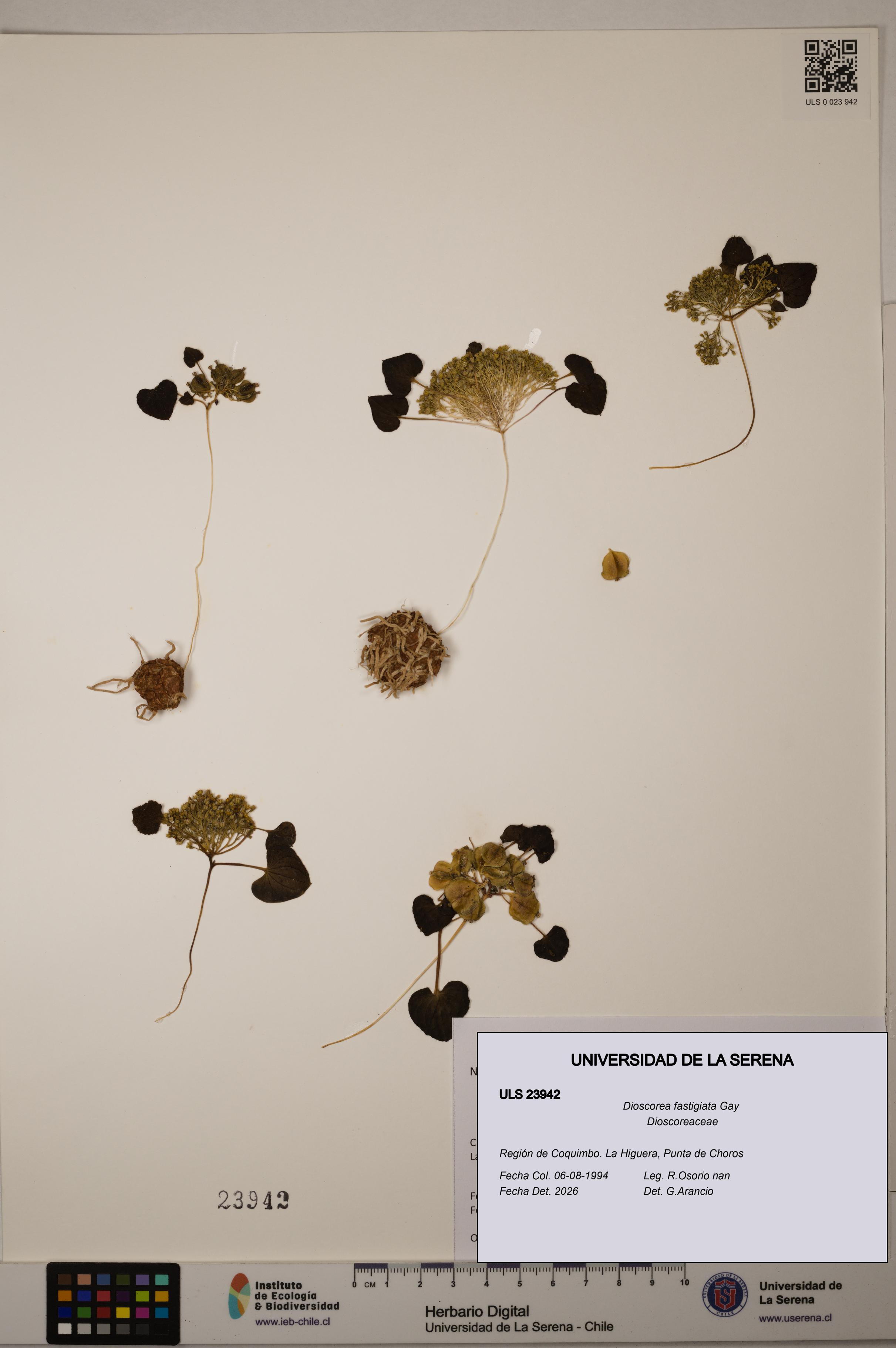 Dioscorea fastigiata [Espécimen: ULS:ULS:0023942]