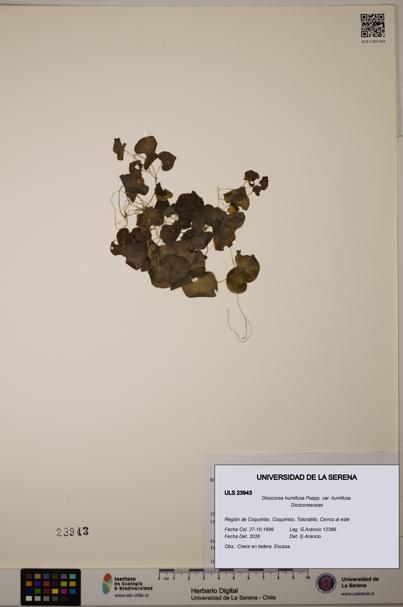Dioscorea humifusa var. humifusa [Espécimen: ULS:ULS:0023943]