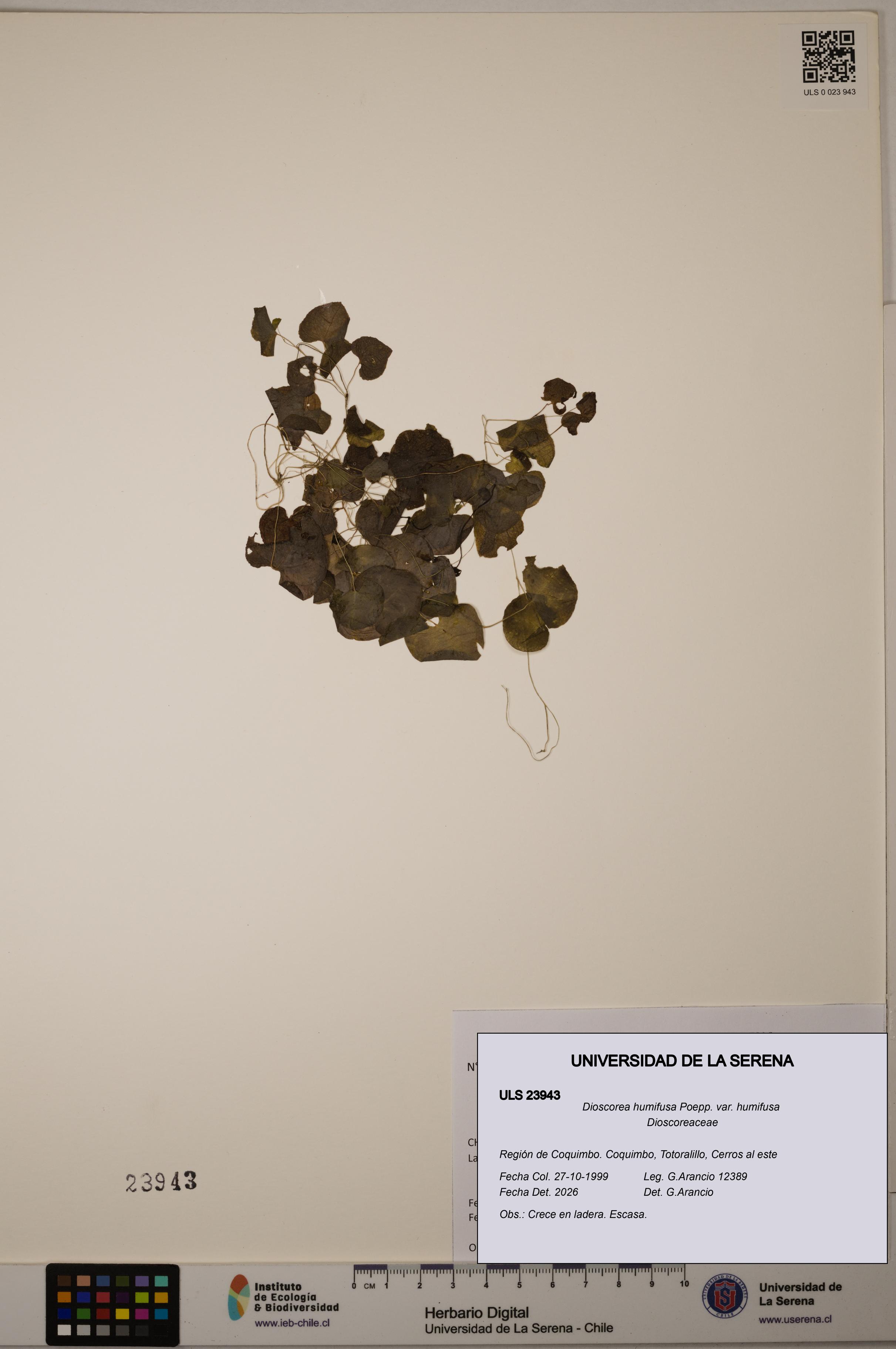 Dioscorea humifusa var. humifusa [Espécimen: ULS:ULS:0023943]