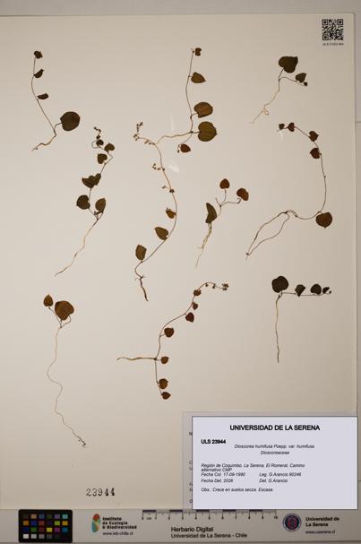 Dioscorea humifusa var. humifusa [Espécimen: ULS:ULS:0023944]