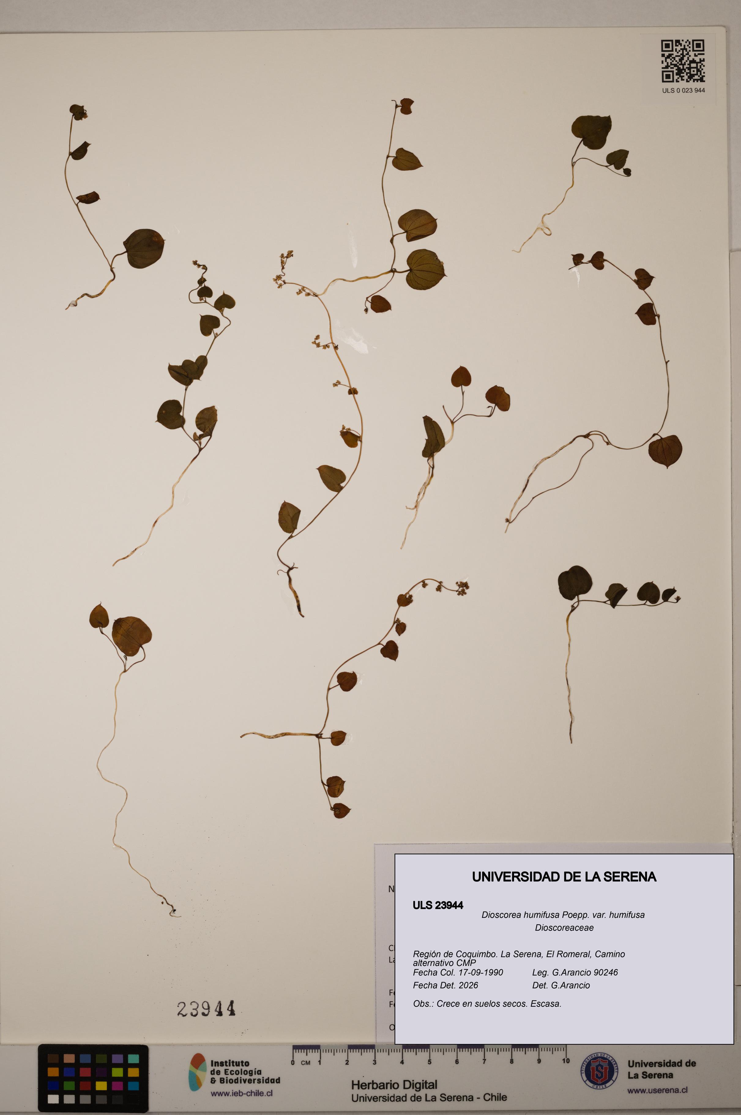 Dioscorea humifusa var. humifusa [Espécimen: ULS:ULS:0023944]