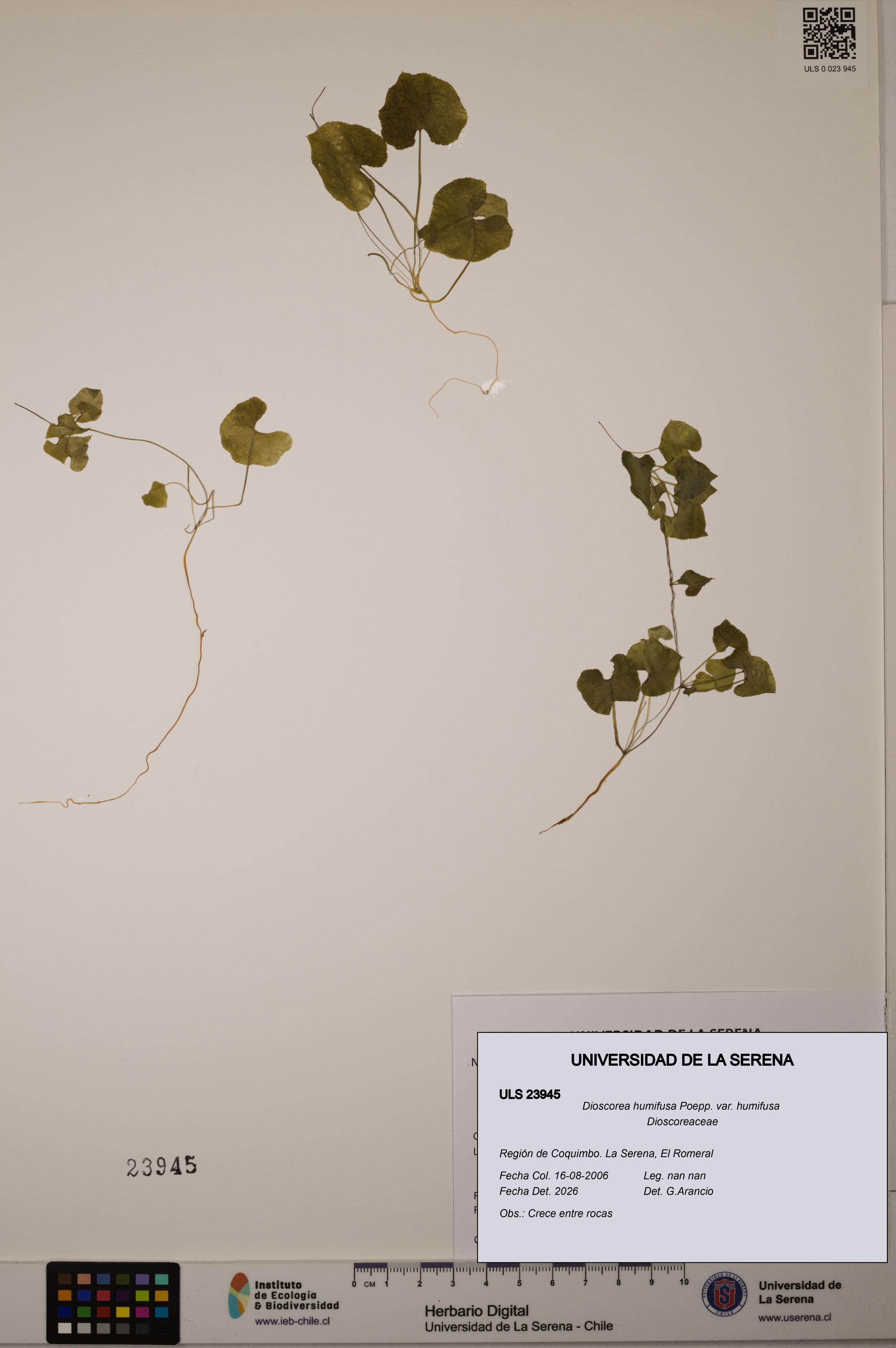 Dioscorea humifusa var. humifusa [Espécimen: ULS:ULS:0023945]