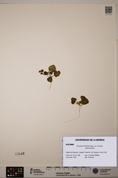 Dioscorea humifusa var. humifusa [Espécimen: ULS:ULS:0023946]