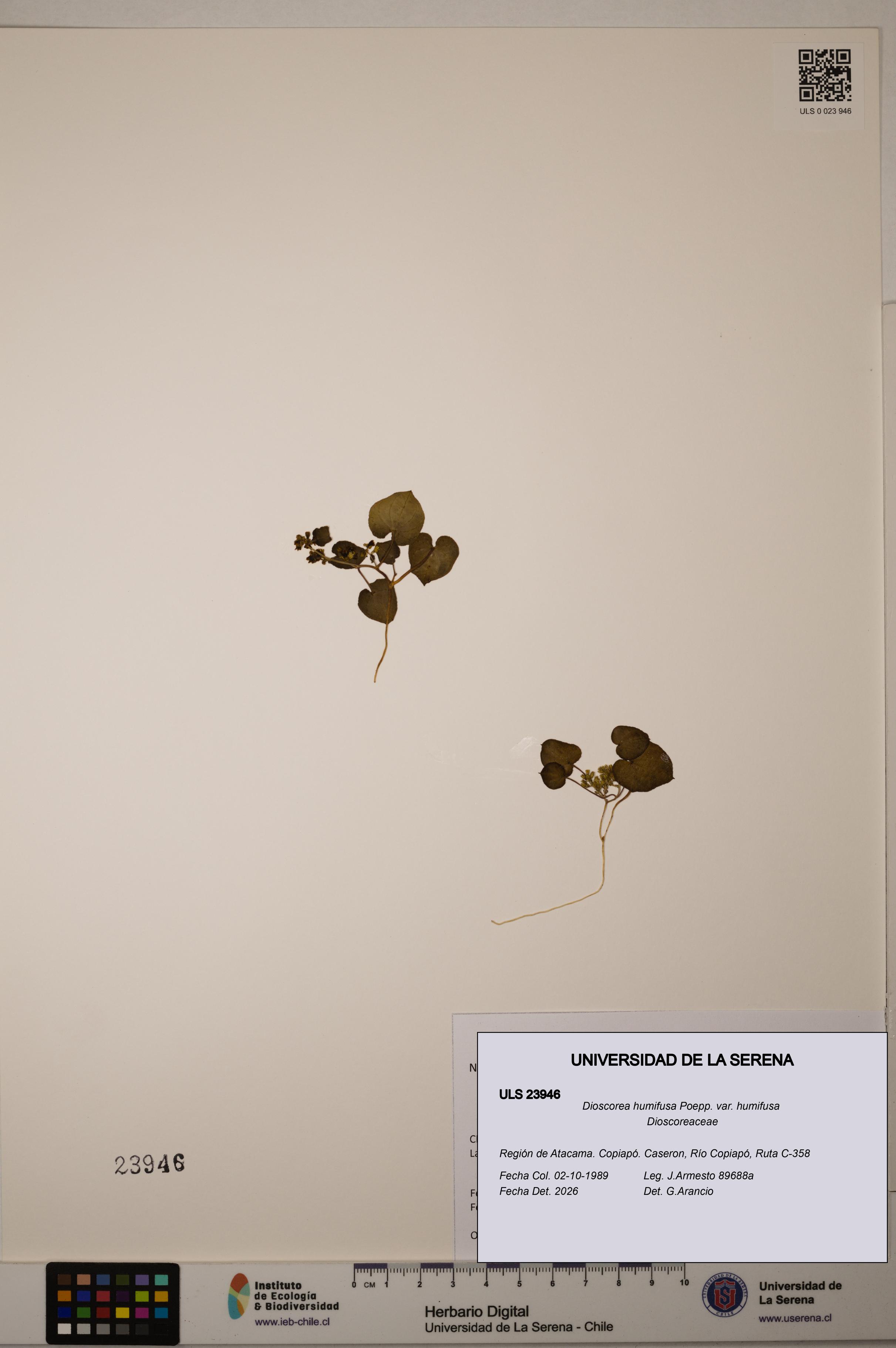Dioscorea humifusa var. humifusa [Espécimen: ULS:ULS:0023946]