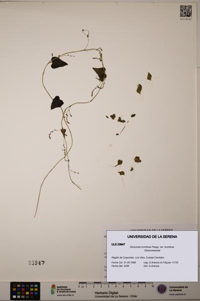 Dioscorea humifusa var. humifusa [Espécimen: ULS:ULS:0023947]
