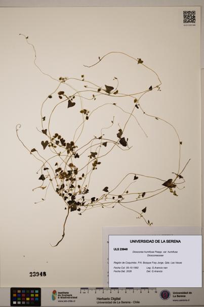 Dioscorea humifusa var. humifusa [Espécimen: ULS:ULS:0023948]