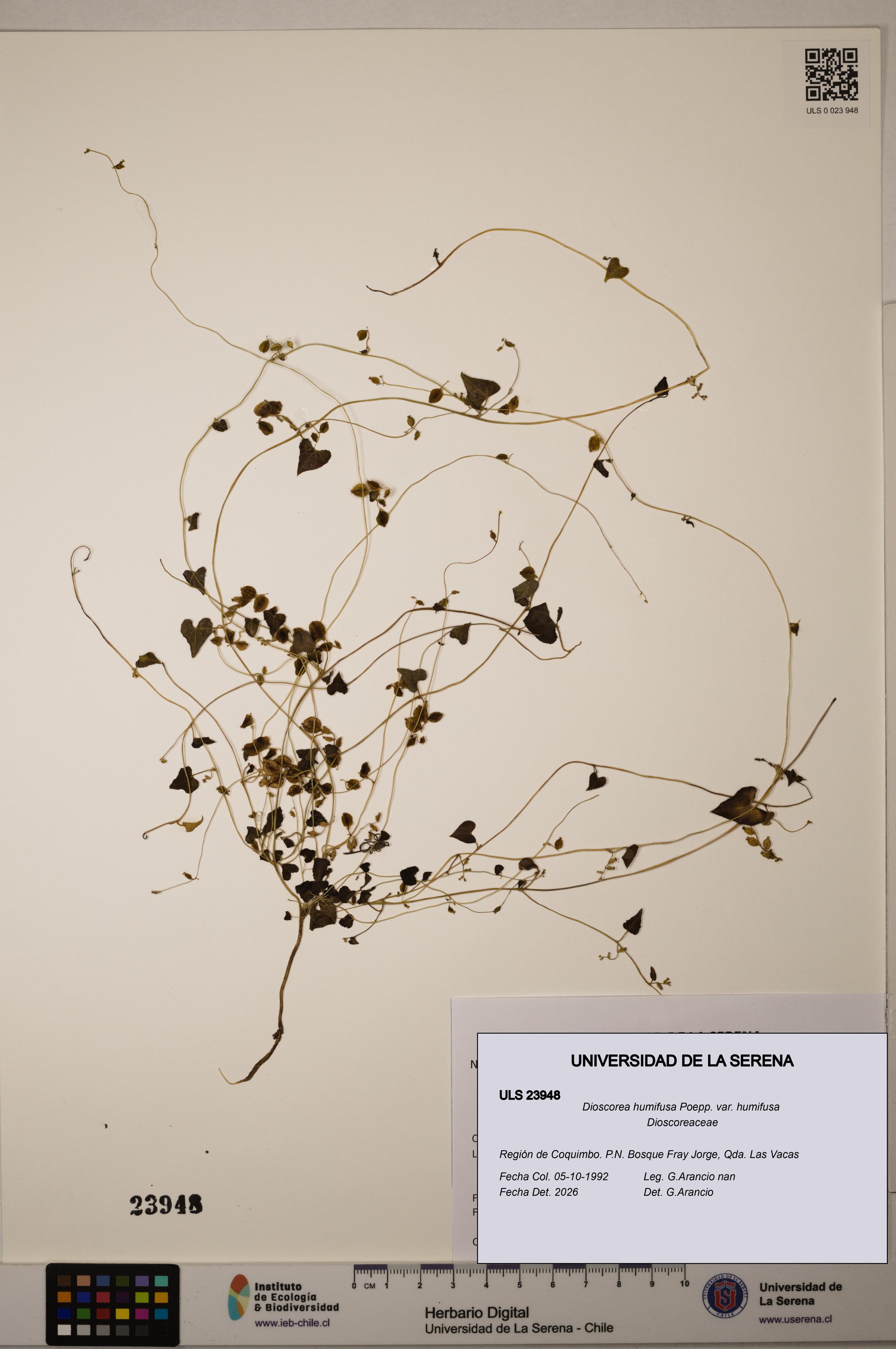 Dioscorea humifusa var. humifusa [Espécimen: ULS:ULS:0023948]