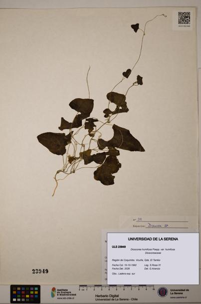 Dioscorea humifusa var. humifusa [Espécimen: ULS:ULS:0023949]