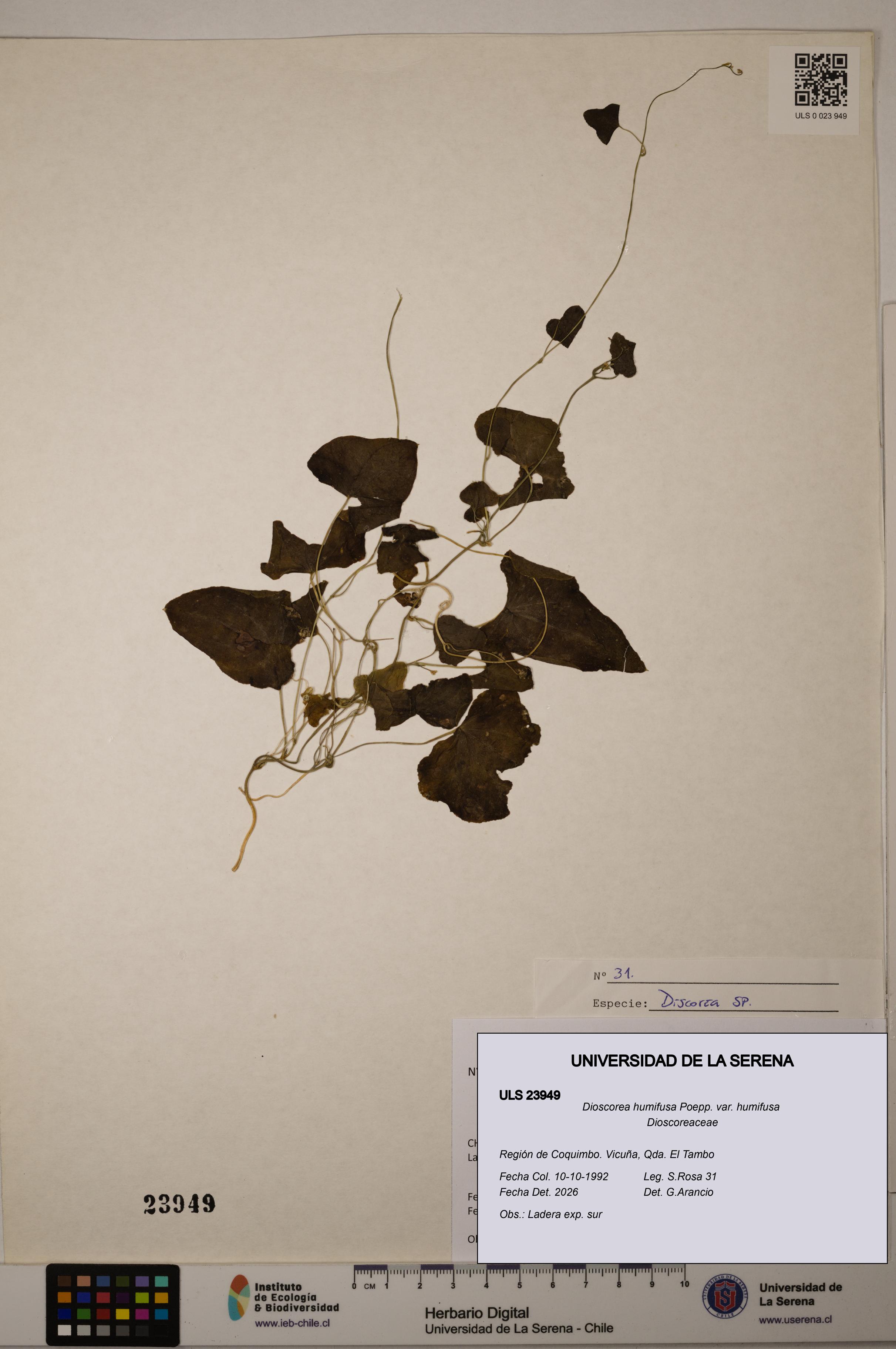 Dioscorea humifusa var. humifusa [Espécimen: ULS:ULS:0023949]