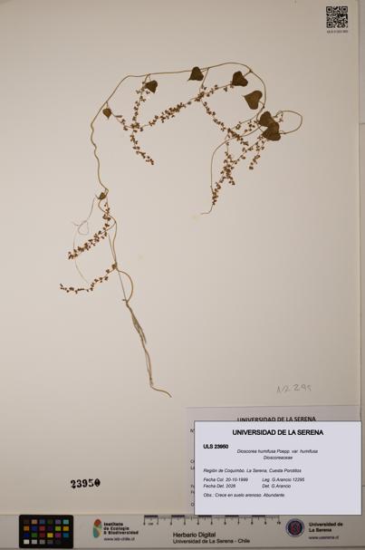 Dioscorea humifusa var. humifusa [Espécimen: ULS:ULS:0023950]