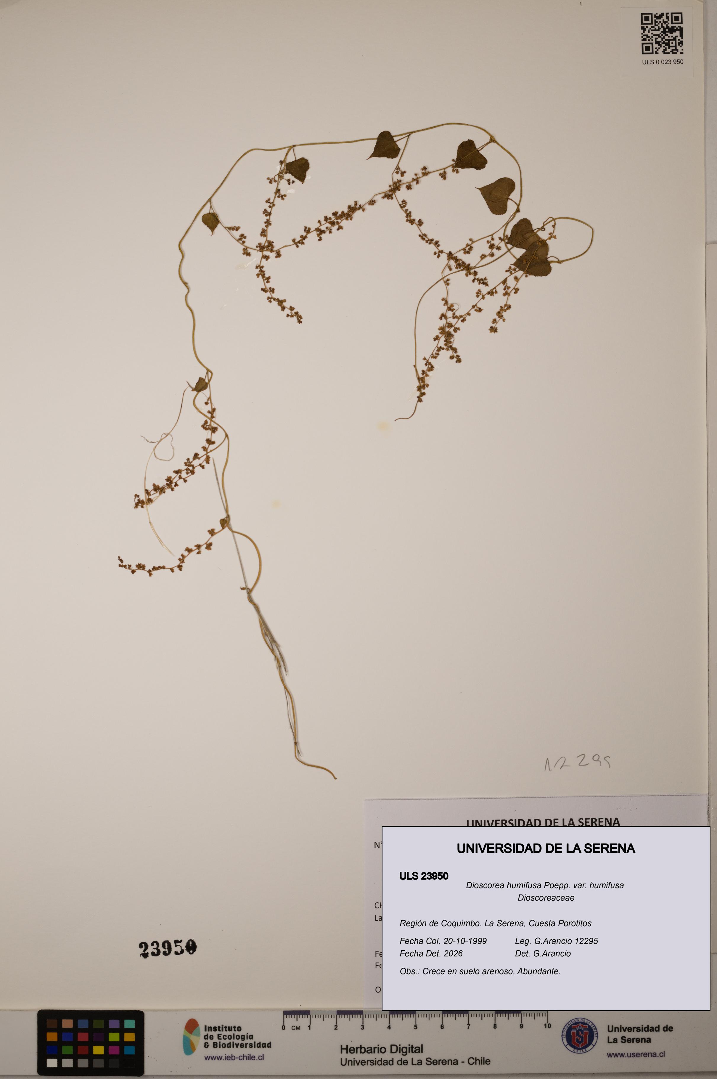 Dioscorea humifusa var. humifusa [Espécimen: ULS:ULS:0023950]