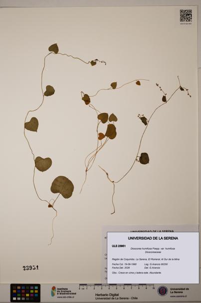 Dioscorea humifusa var. humifusa [Espécimen: ULS:ULS:0023951]