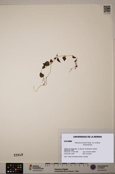 Dioscorea humifusa var. humifusa [Espécimen: ULS:ULS:0023952]