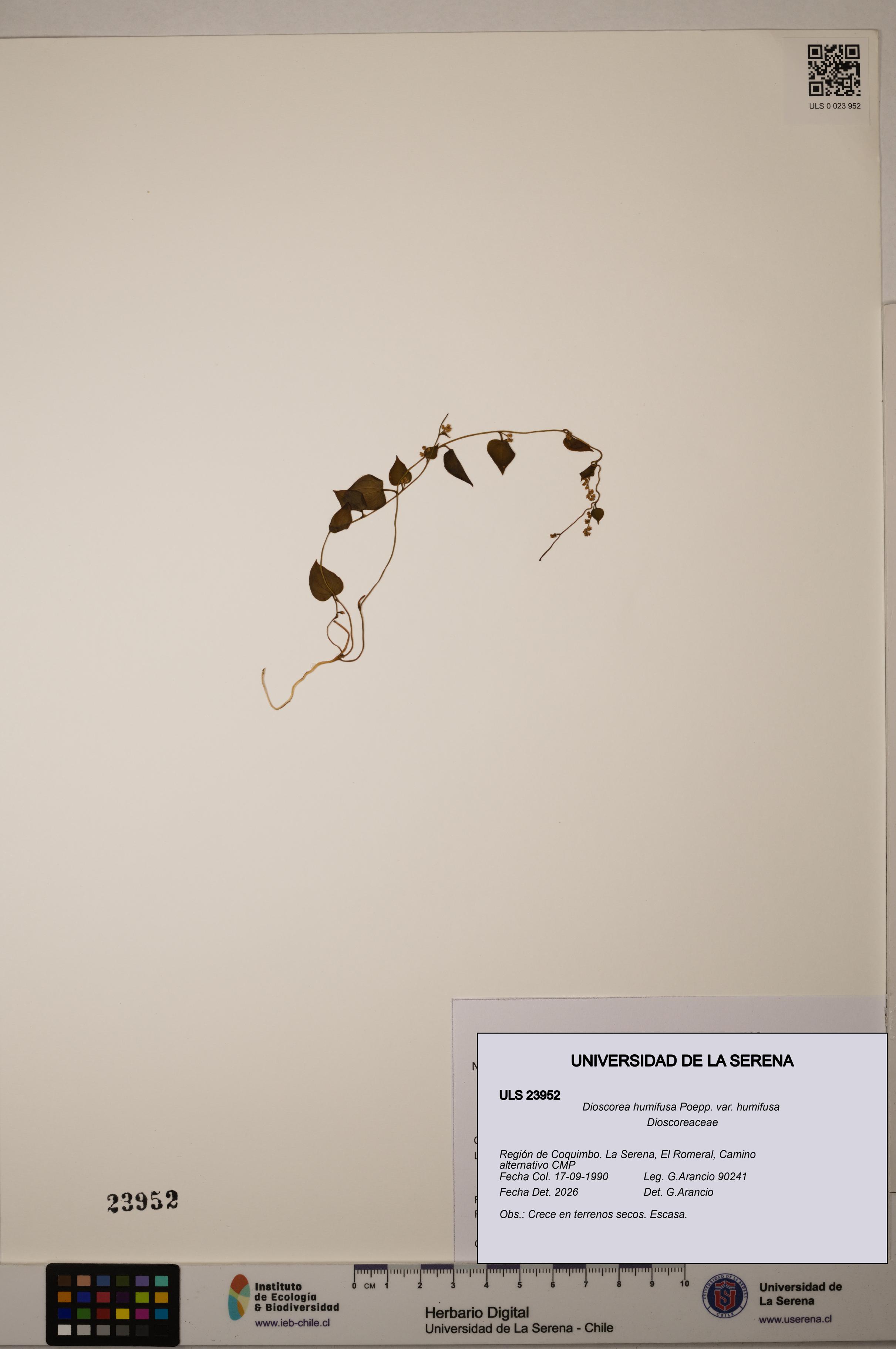 Dioscorea humifusa var. humifusa [Espécimen: ULS:ULS:0023952]