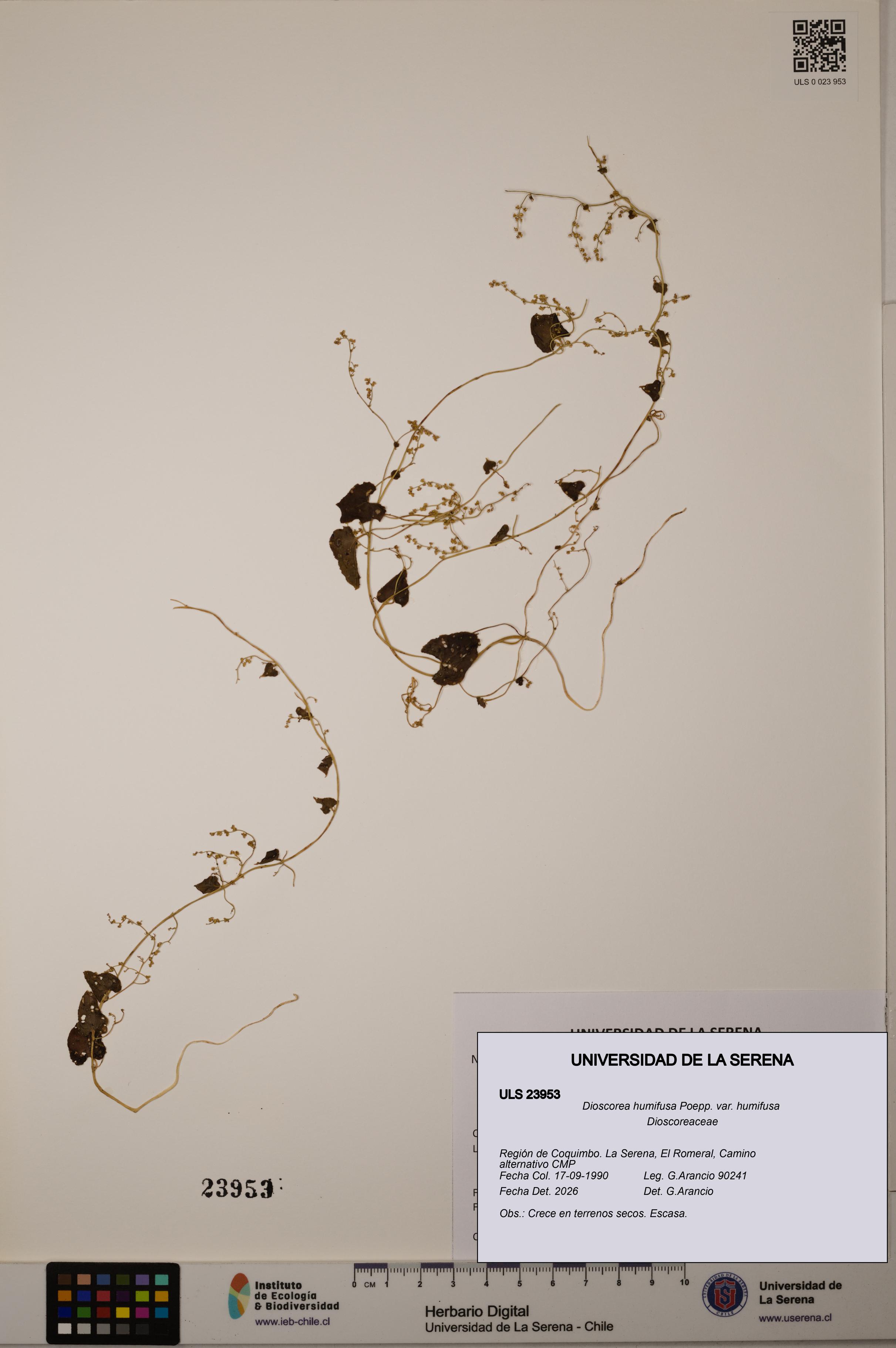 Dioscorea humifusa var. humifusa [Espécimen: ULS:ULS:0023953]