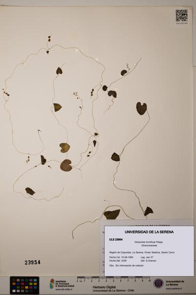 Dioscorea humifusa [Espécimen: ]