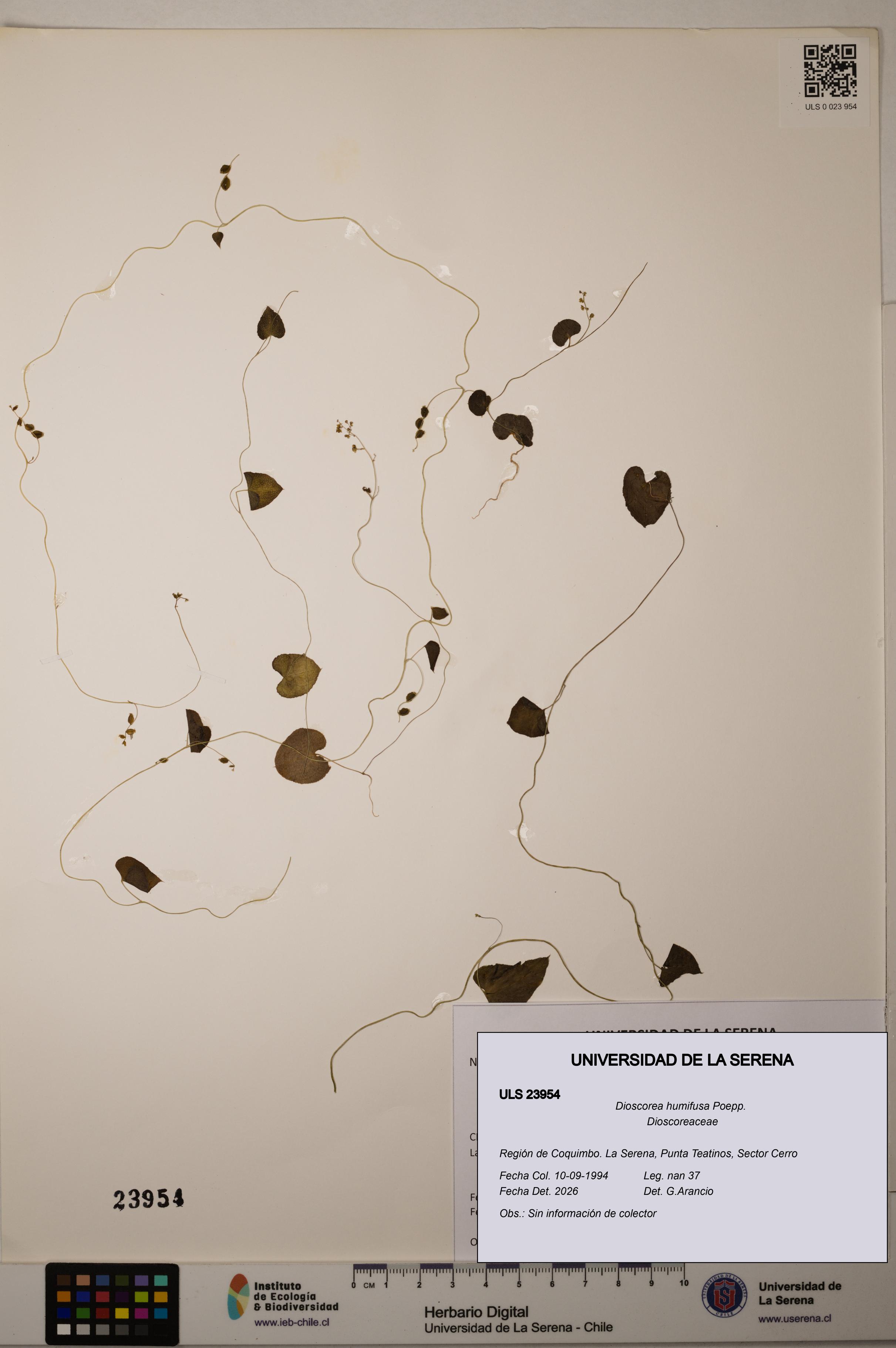 Dioscorea humifusa [Espécimen: ]
